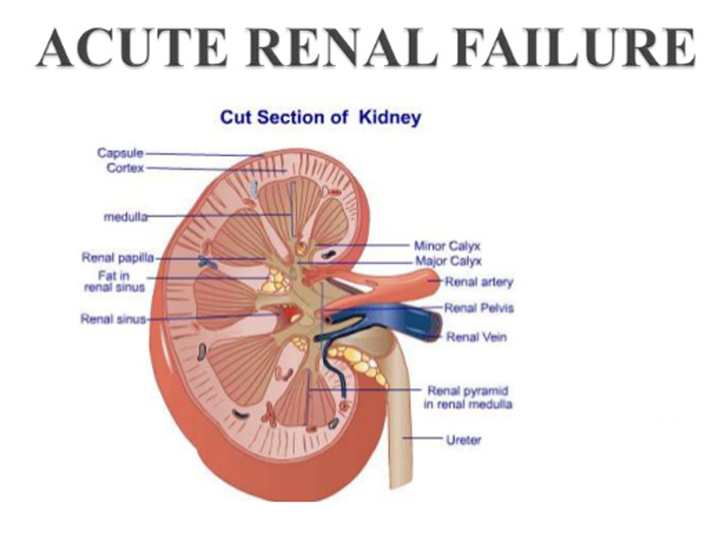What is renal failure symptoms